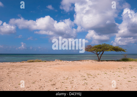 Einsamer Baum am Strand, Savaneta, Aruba, kleine Antillen, Karibik Stockfoto