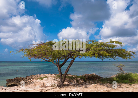 Einsamer Baum am Strand, Savaneta, Aruba, kleine Antillen, Karibik Stockfoto