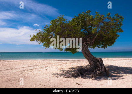 Einsamer Baum, Palm Beach, Aruba, kleine Antillen, Karibik Stockfoto