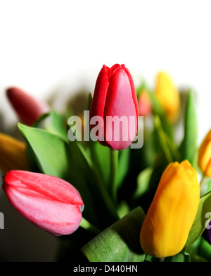 Tulpen in der Tabelle Stockfoto