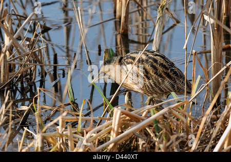 Rohrdommel - Botaurus Stellaris Jagd im Schilf Stockfoto