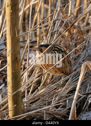 Rohrdommel - Botaurus Stellaris Jagd im Schilf Stockfoto