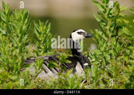 Weißwangengans (Branta Leucopsis) Erwachsenen saßen auf Nest, Slimbridge, England, Mai Stockfoto