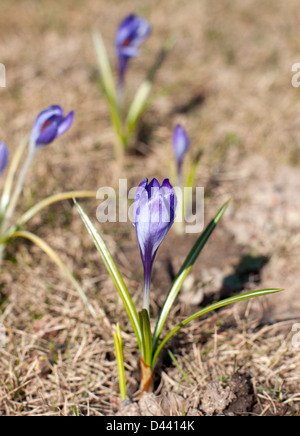 Glade Feder blau Schneeglöckchen im Wald Stockfoto