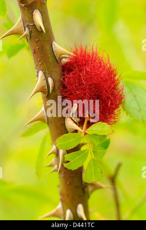 Robins Nadelkissen Gall (Diplolepsis Rosae) Reife Gall an Hundsrose Stiel, Oxfordshire, England, Juni Stockfoto