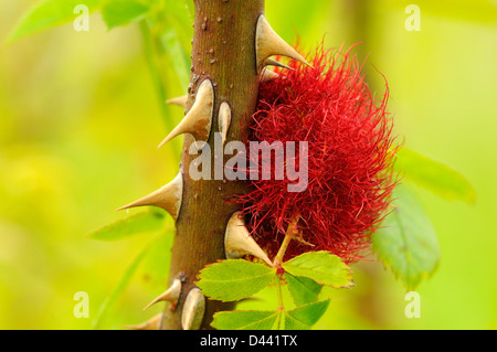 Robins Nadelkissen Gall (Diplolepsis Rosae) Reife Gall an Hundsrose Stiel, Oxfordshire, England, Juni Stockfoto