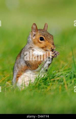 Östliche graue Eichhörnchen (Sciurus Carolinensis) saß auf Hanken Gras, Oxfordshire, England, September Stockfoto