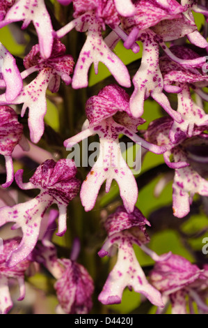 Lady/Monkey Orchidee Hybrid (Orchid Purpurea X simia) Hartslock, Oxfordshire, England, Mai Stockfoto