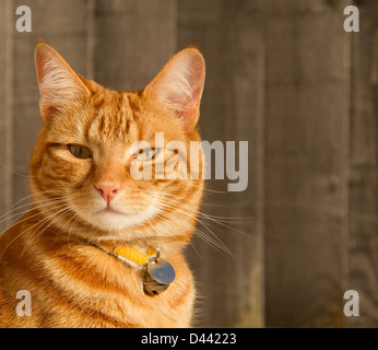 Kopf Gesicht Ingwer Katze Stockfoto