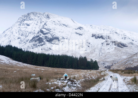 Mit Blick auf die schottische Corbett Meall Lighiche, in der Nähe von Glencoe. Stockfoto