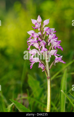 Militärische Orchidee (Orchis Militaris) Buckinghamshire, England, Mai Stockfoto