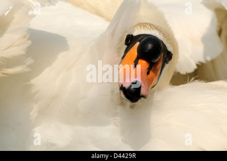 Nahaufnahme der Höckerschwan (Cygnus Olor) männlichen Erwachsenen, Oxfordshire, England, Mai Stockfoto