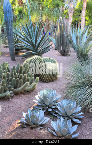 Kakteen in den Majorell Garten entworfen von Jacques Majorelle und von Yves Saint Laurent in Marrakesch, Marokko restauriert. Stockfoto