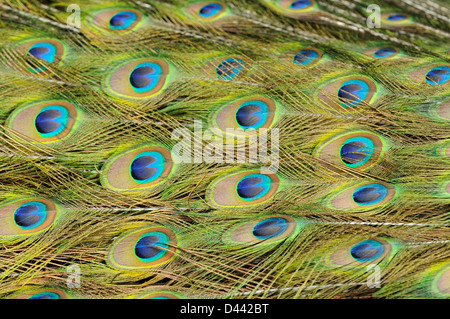 Indischen Pfauen (Pavia Cristatus) Nahaufnahme von Federn in Zucht männlich's tail, in Gefangenschaft, England, Juli Stockfoto