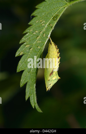 Europäische Tagpfauenauge (Inachis Io) Puppe hängt Fron stechen Nesselblatt, Oxfordshire, England, Oktober Stockfoto