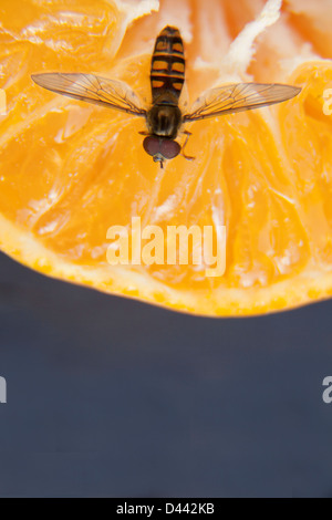 Biene auf Orange. Stockfoto