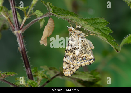 Distelfalter Schmetterling (Vanessa Cardui) frisch geschlüpften Erwachsenen hängen aus Brennnessel Blatt, neben leere pupal Fall Oxfords Stockfoto