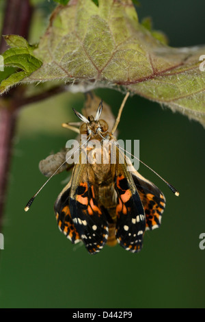 Distelfalter Schmetterling (Vanessa Cardui) neu entstanden Erwachsenen hängen von leeren Puppe, Oxfordshire, England, August Stockfoto