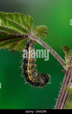 Distelfalter Schmetterling (Vanessa Cardui) Larve von Brennnessel Blatt, Vorbereitung Tp hängen verpuppen, Oxfordshire, England, Juni Stockfoto