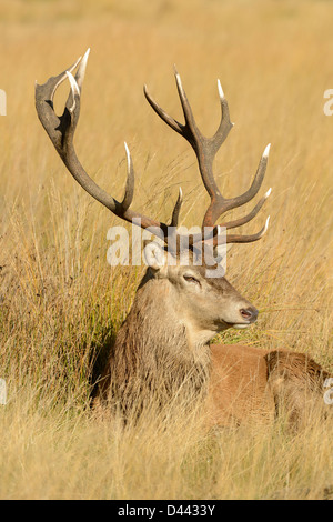Rothirsch (Cervus Elaphus) Hirsch sitzen lange Gras, Richmond Park, England, Oktober Stockfoto