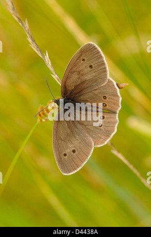 Ringel-Schmetterling (Aphantopus Hyperantus) ruht auf Grass Stamm, Oxfordshire, England, Juli Stockfoto