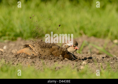 Rothuhn (Alectoris Rufa) saß am Boden, Staub baden, Oxfordshire, England, September Stockfoto