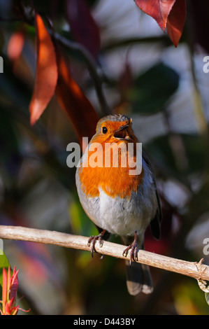 Rotkehlchen (Erithacus Rubecula) saß auf der Niederlassung singen, Oxfordshire, England, März Stockfoto