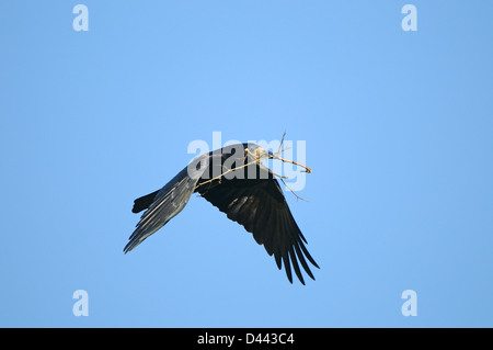 Turm (Corvus Frugilegus) während des Fluges mit Nistmaterial, Oxfordshire, England, März Stockfoto