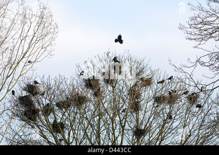 Turm (Corvus Frugilegus) im Flug über Rookery, Oxfordshire, England, März Stockfoto