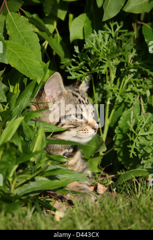 KATZE Stockfoto