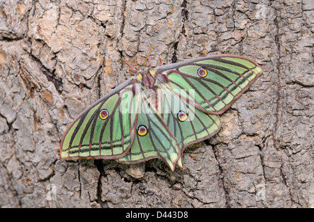 Spanisch Mondmotte (Graellsia Isabellae) Erwachsenfrau ruht auf Baumstamm, in Gefangenschaft gezüchtet Stockfoto