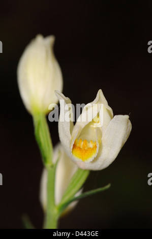 White Helleborine (Cephalanthera Damasonium) Nahaufnahme Blume, Oxfordshire, England, Mai Stockfoto