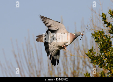 Woodpigeon (Columba Palumbus) während des Fluges mit Nistmaterial, Oxfordshire, England, März Stockfoto