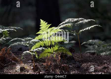 Farn im Wald im Troodos-Gebirge, Zypern Stockfoto