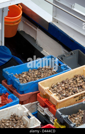 Strandschnecken fangfrisch aus dem Schiff entladen Stockfoto