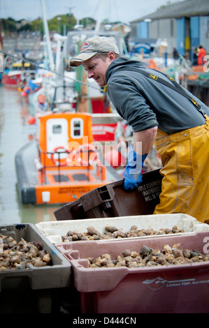 Strandschnecken fangfrischen entladen aus dem Boot entladen von einem Fischer-Mann Stockfoto