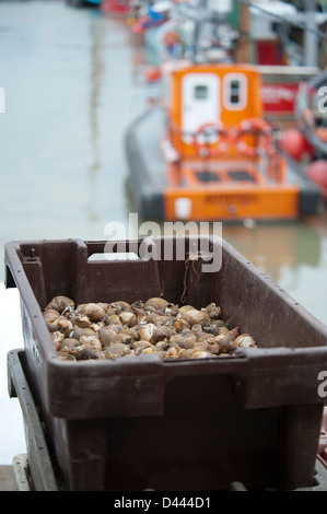 Strandschnecken fangfrisch aus dem Schiff entladen Stockfoto