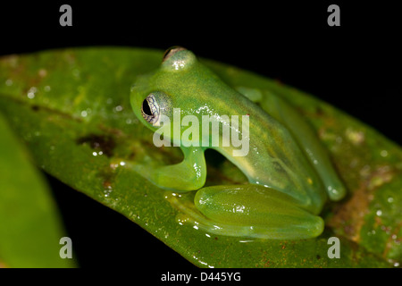 Stachelige Cochran Frosch, Teratohyla spinosa, in Burbayar Naturschutzgebiet, Panama Provinz, Republik Panama. Stockfoto