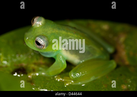 Stachelige Cochran Frosch, Teratohyla spinosa, in Burbayar Naturschutzgebiet, Panama Provinz, Republik Panama. Stockfoto