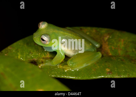 Stachelige Cochran Frosch, Teratohyla spinosa, in Burbayar Naturschutzgebiet, Panama Provinz, Republik Panama. Stockfoto