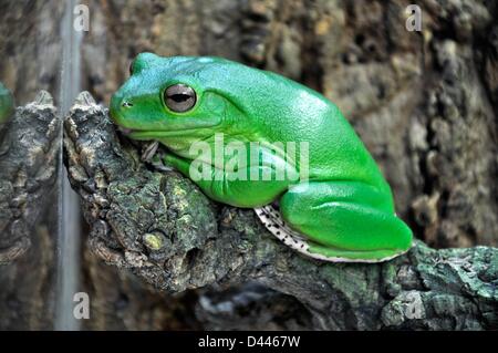 Ein Rhacophorus nigropalmatus (gemeinhin bekannt als „Wallace's Flying Frog“) sitzt auf einem Zweig in seinem Terrarium in Biosphäre Potsdam, Deutschland, 6. Juni 2011. Der Frosch kann aufgrund der großen Netze zwischen Zehen und Fingern mehrere Meter mit dem Fallschirm springen. Fotoarchiv für ZeitgeschichteS.Steinach Stockfoto