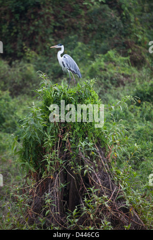 Cocoi Heron, sci.name; Ardea Cocoi in Lago Bayano (See), Provinz Panama, Republik Panama Stockfoto