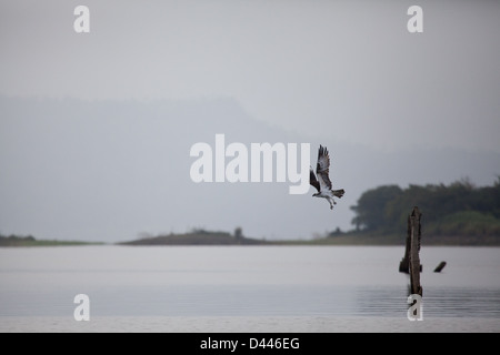 Fischadler, sci.name; Pandion Haliaetus, über dem Lago Bayano (See), Provinz Panama, Republik von Panama. Stockfoto