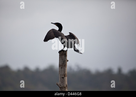 Neotropic Cormorant, Phalacrocorax brasilianus, in einem toten Baum über Lago Bayano (See), Panama Provinz, Republik Panama. Stockfoto