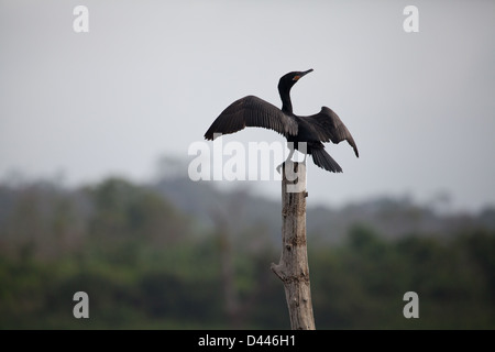 Neotropic Cormorant, Phalacrocorax brasilianus, in einem toten Baum über Lago Bayano (See), Panama Provinz, Republik Panama. Stockfoto