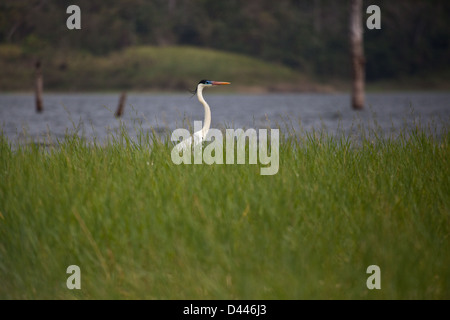 Cocoi Heron, sci.name; Ardea Cocoi in Lago Bayano (See), Provinz Panama, Republik Panama Stockfoto