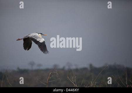 Cocoi Heron, sci.name; Ardea Cocoi in Lago Bayano (See), Provinz Panama, Republik Panama Stockfoto