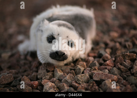 Ein Baby legt Grönlandrobbe an einem steinigen Strand. Englishtown, Nova Scotia. Stockfoto