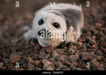 Ein Baby legt Grönlandrobbe an einem steinigen Strand. Englishtown, Nova Scotia. Stockfoto