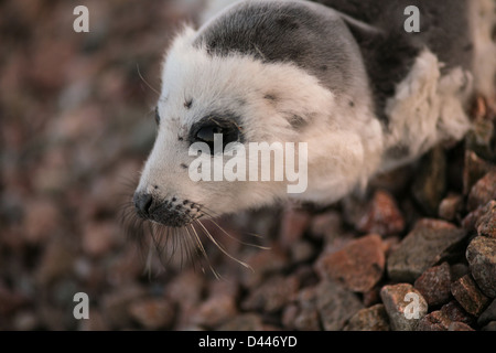 Ein Baby legt Grönlandrobbe an einem steinigen Strand. Englishtown, Nova Scotia. Stockfoto